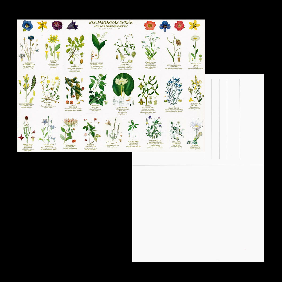 BLOMMORNAS SPRÅK - LANDSKAPSBLOMMOR Vykort A4 No: 6 av 15 - 3