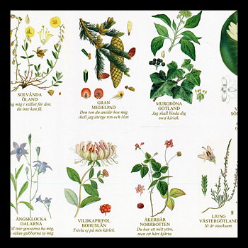 BLOMMORNAS SPRÅK - LANDSKAPSBLOMMOR Vykort A4 No: 6 av 15