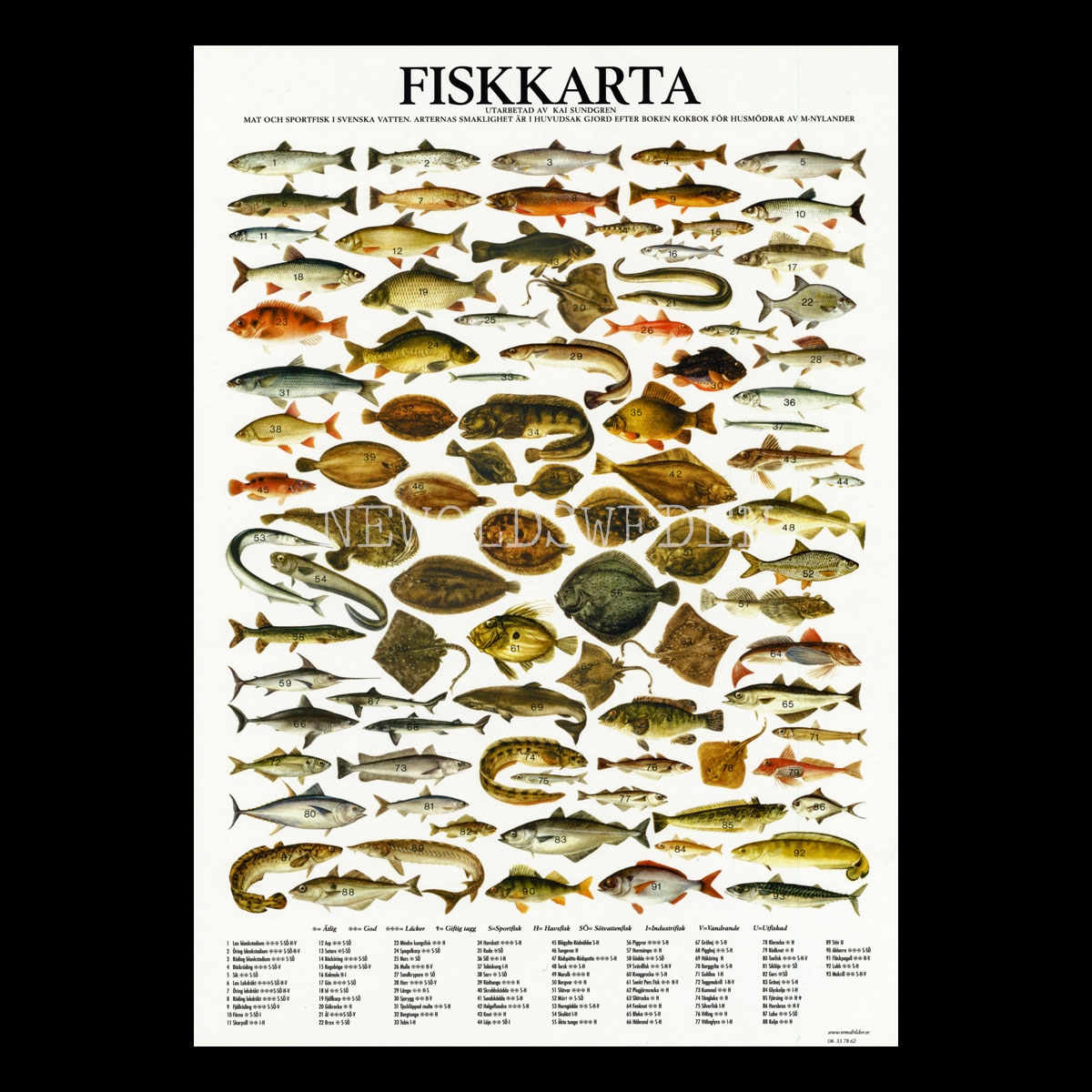 FISKKARTA Vykort A4 No: 9 av 15