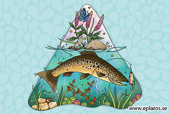 Vykort 10x15 cm Öring
