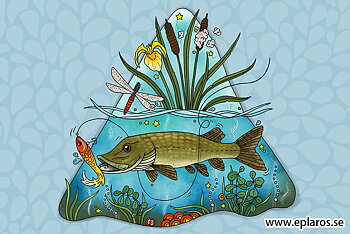 Vykort 10x15 cm Gädda