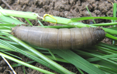 Nematoder mot harkrankar - 2