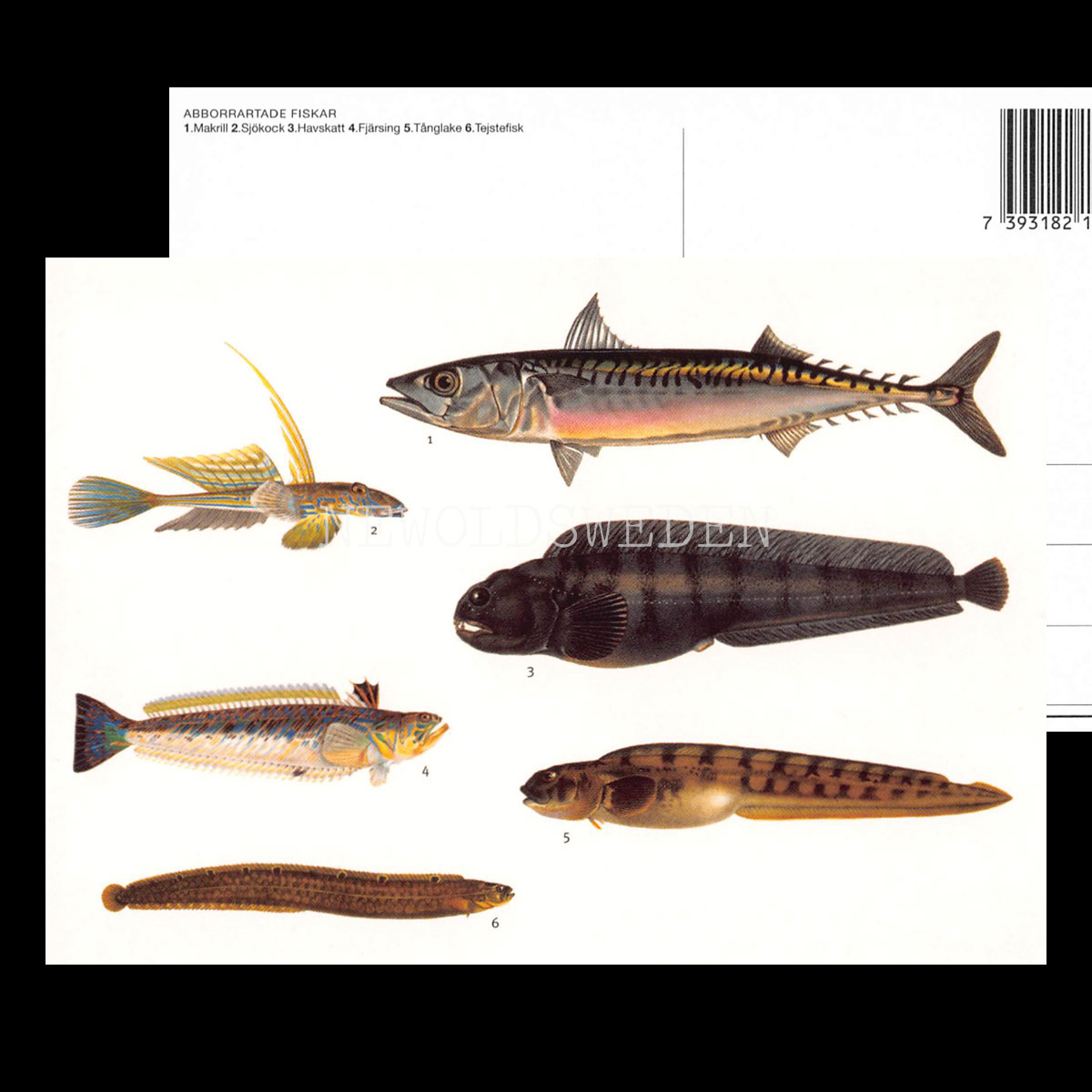 Makrill, Sjökock, Havskatt, Fjärsing, Tånglake, Tejstefisk No: 7 av 8 - Wilhelm von Wright - Vykort - 625 - 2