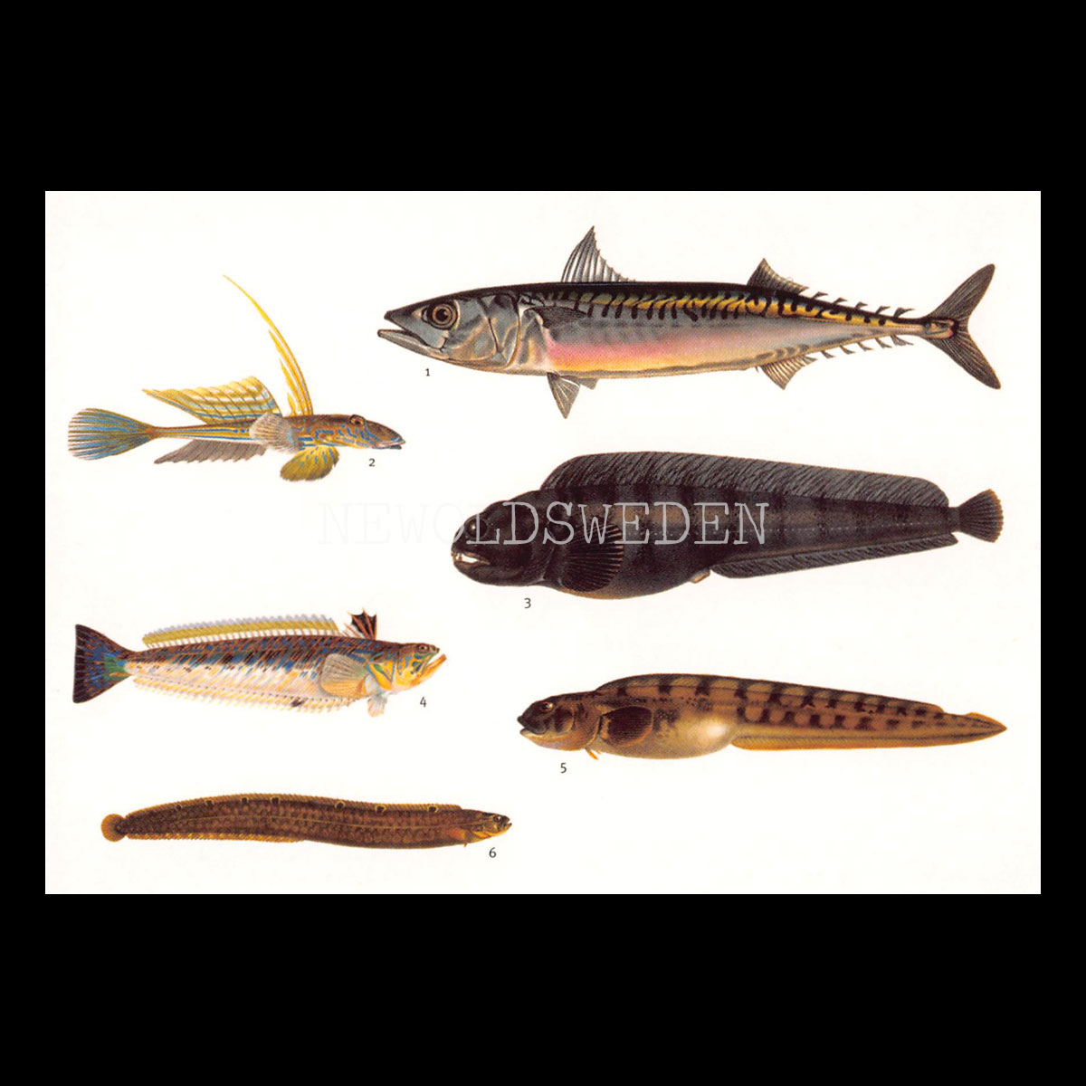 Makrill, Sjökock, Havskatt, Fjärsing, Tånglake, Tejstefisk No: 7 av 8 - Wilhelm von Wright - Vykort - 625