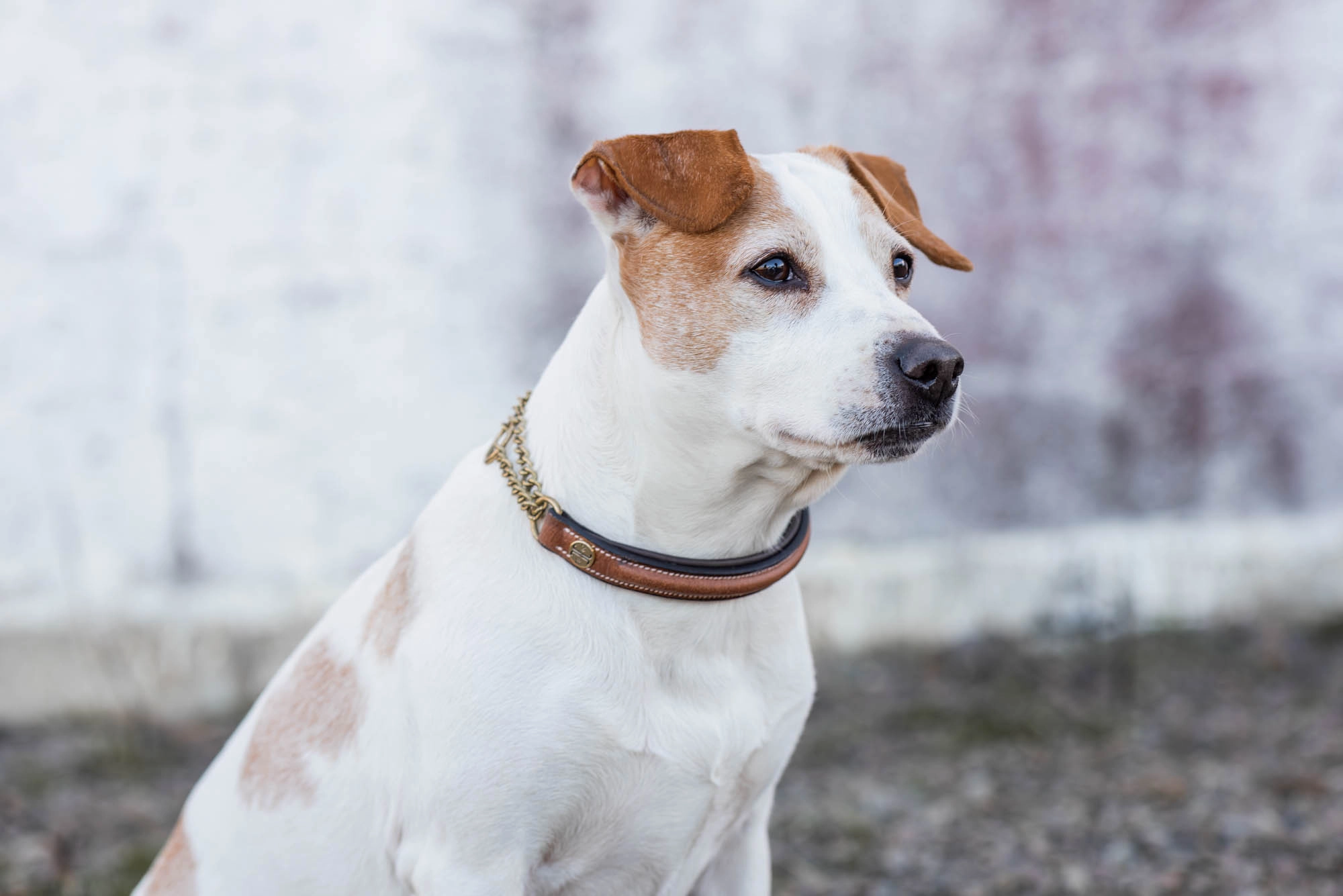 Jacson Asti hundhalsband Halvstryp Brun 45cm  - 2