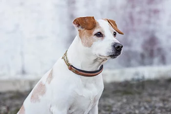 Jacson Asti hundhalsband Halvstryp Brun 45cm 
