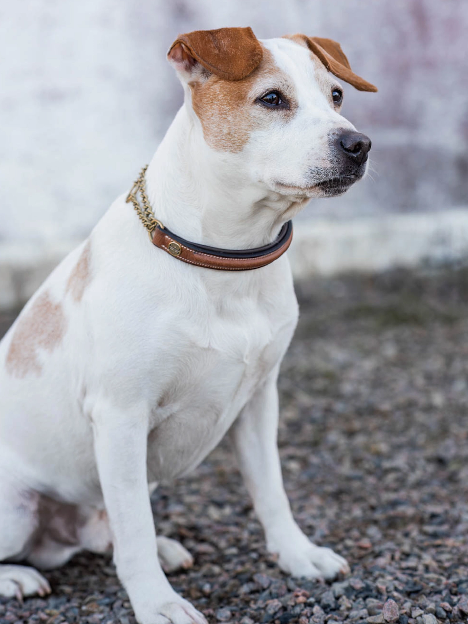 Jacson Asti hundhalsband Halvstryp Brun 45cm  - 3