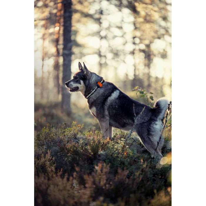 Tracker Bark Hundpejl - 5