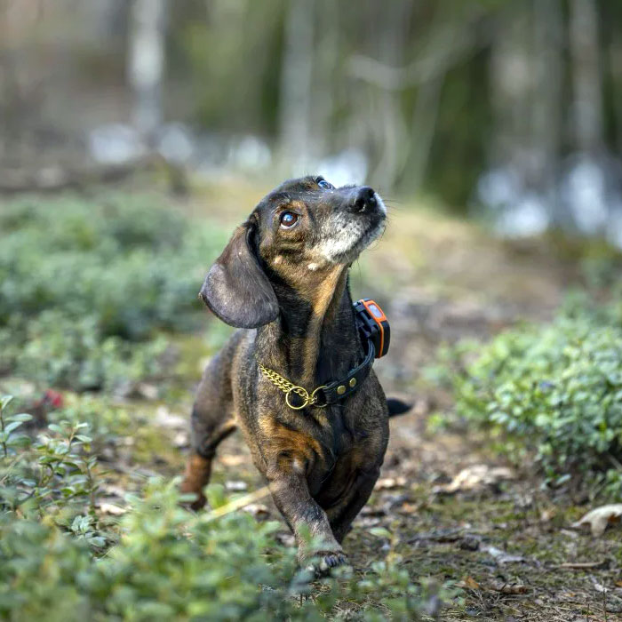 Tracker Bark Hundpejl - 4