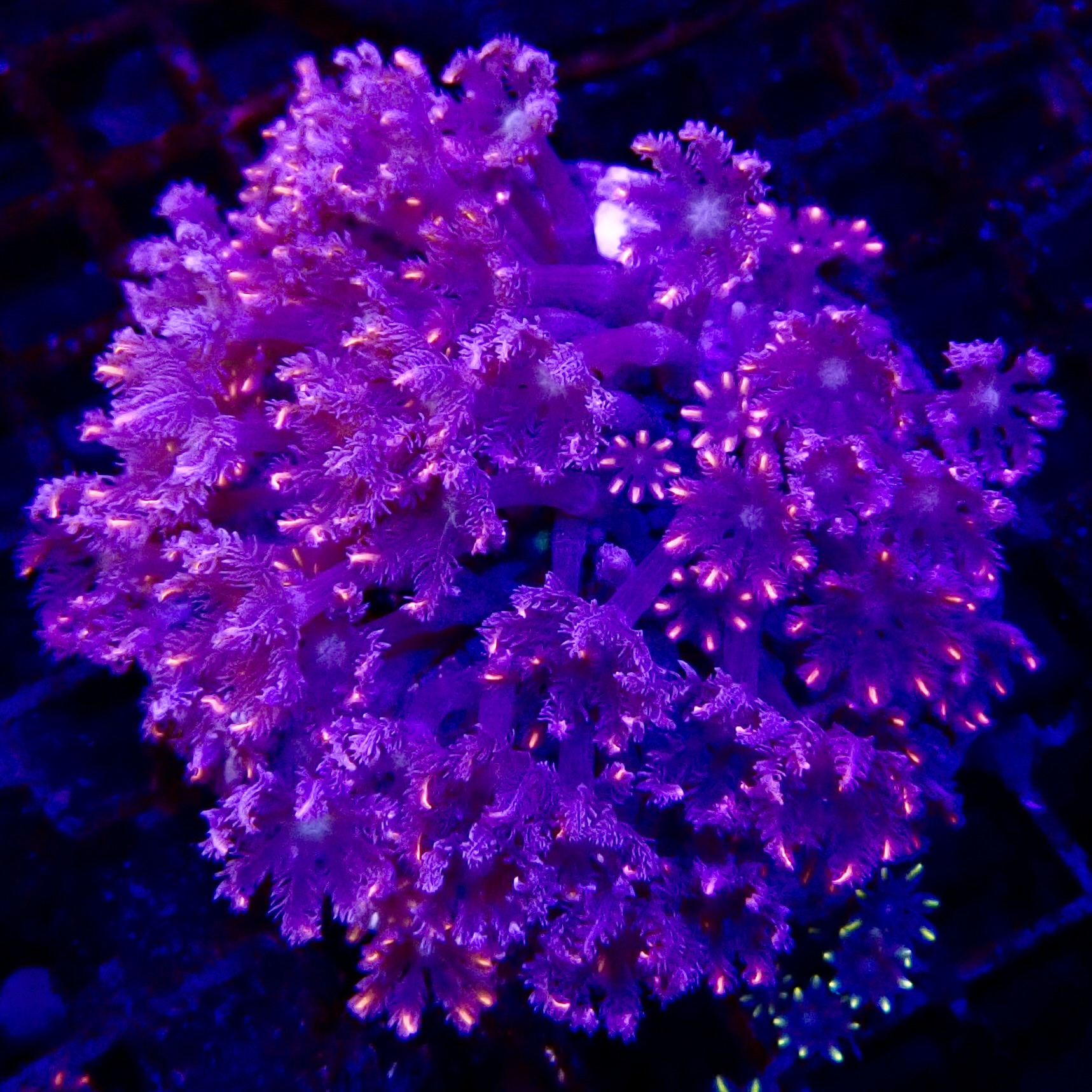 clavularia sp metalic