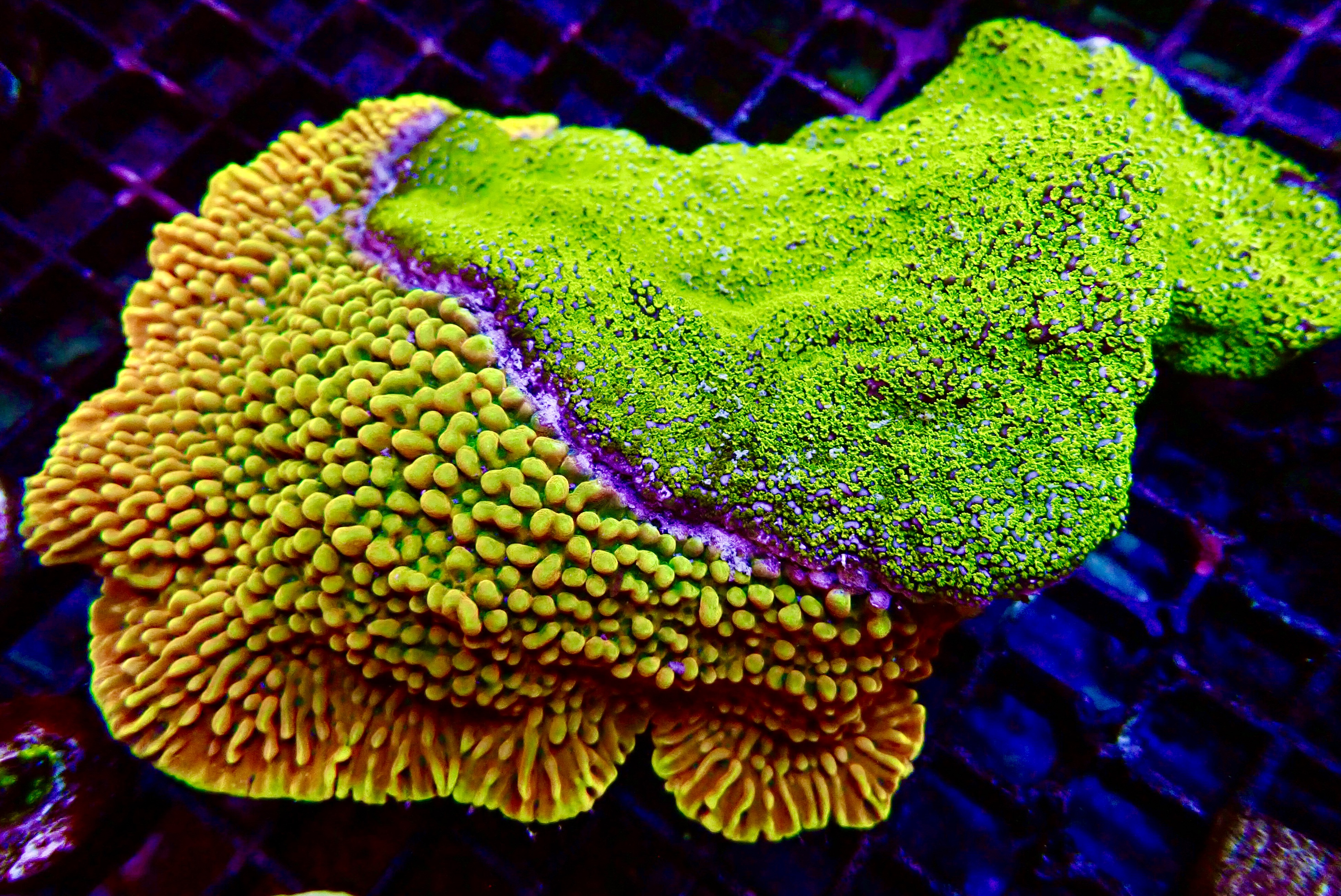 Montipora Combo Crazy-T & Tuberculosa Ultraman ca 25cm