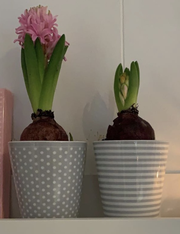 Happy Mugs Micro Dots Grey Krasilnikoff. Adventsfint. Hyacinter.