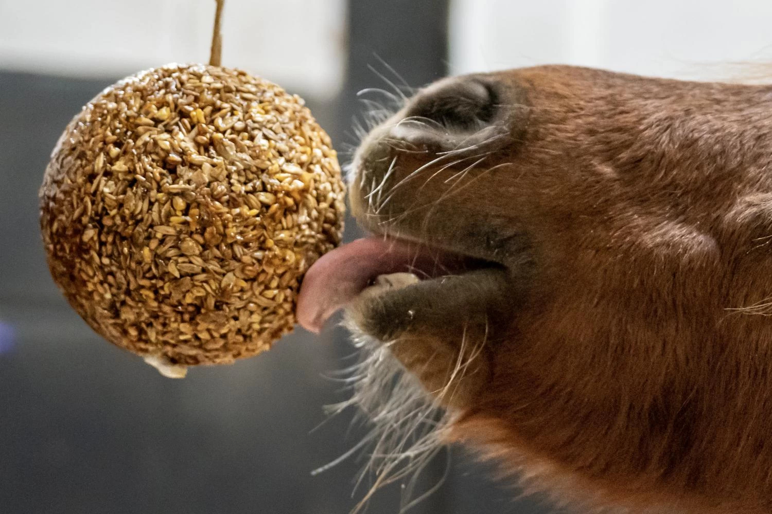 Likit Granola Stall Ball eple - 2