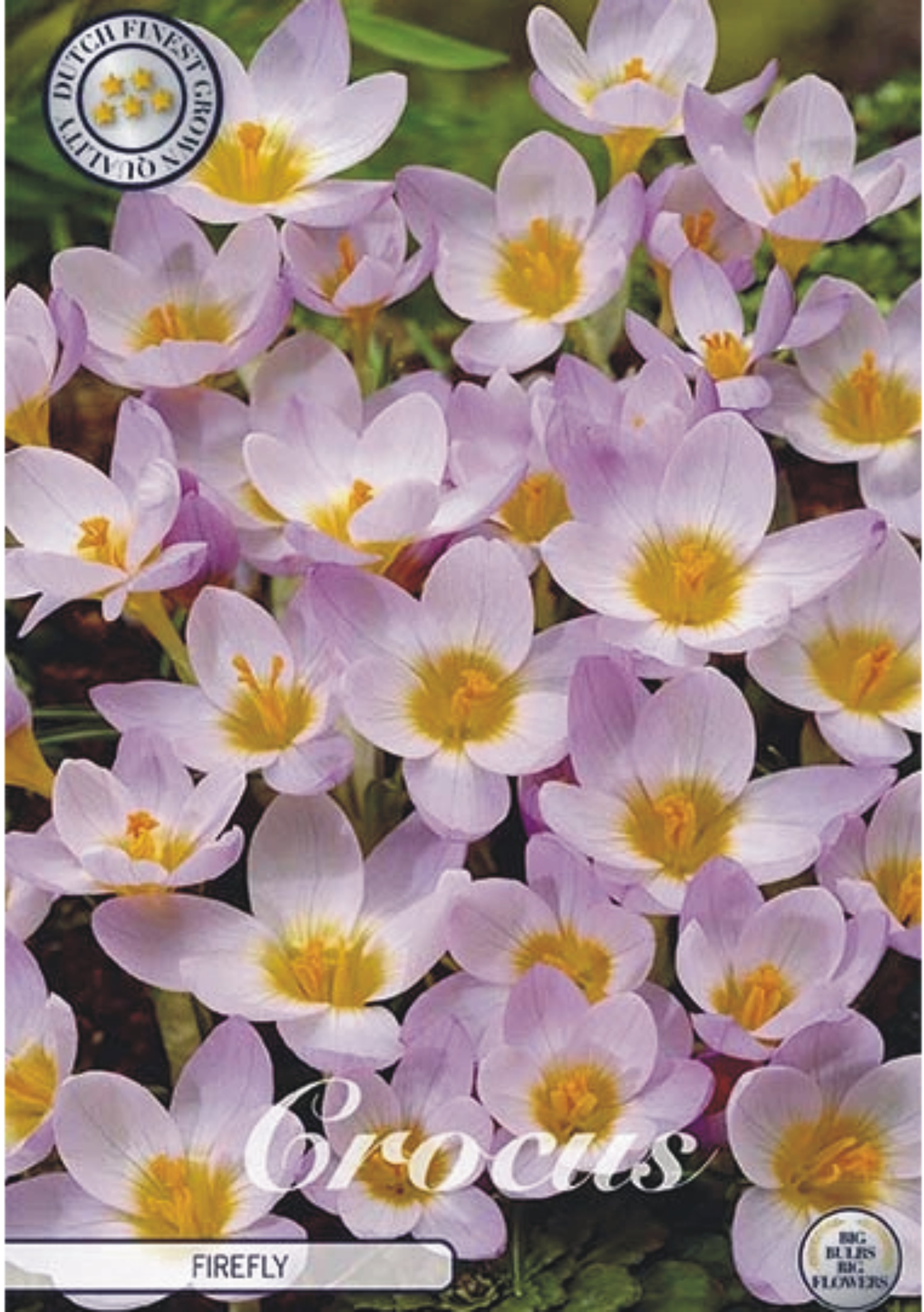 84269  CROCUS  SIBERI FIREFLY      BOTANICAL