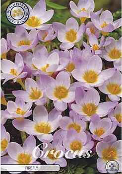 84269  CROCUS  SIBERI FIREFLY      BOTANICAL