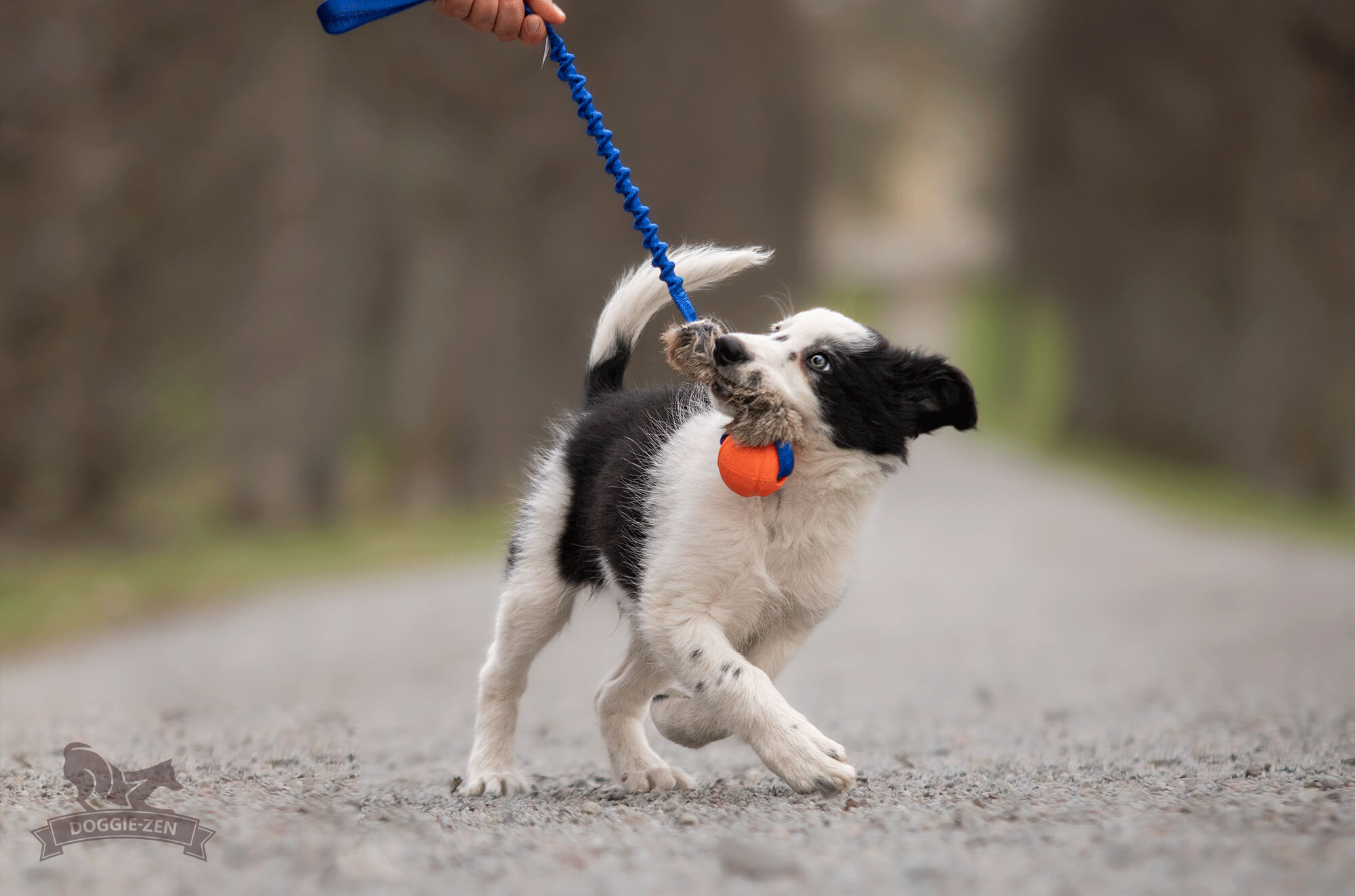 Bungee Rabbit Tug S with Chuckit - 4