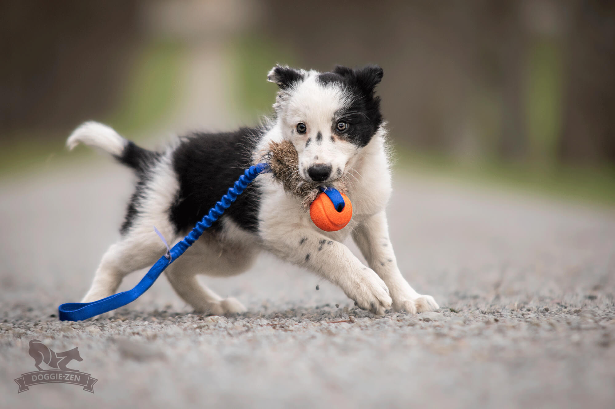 Bungee Rabbit Tug S with Chuckit - 3
