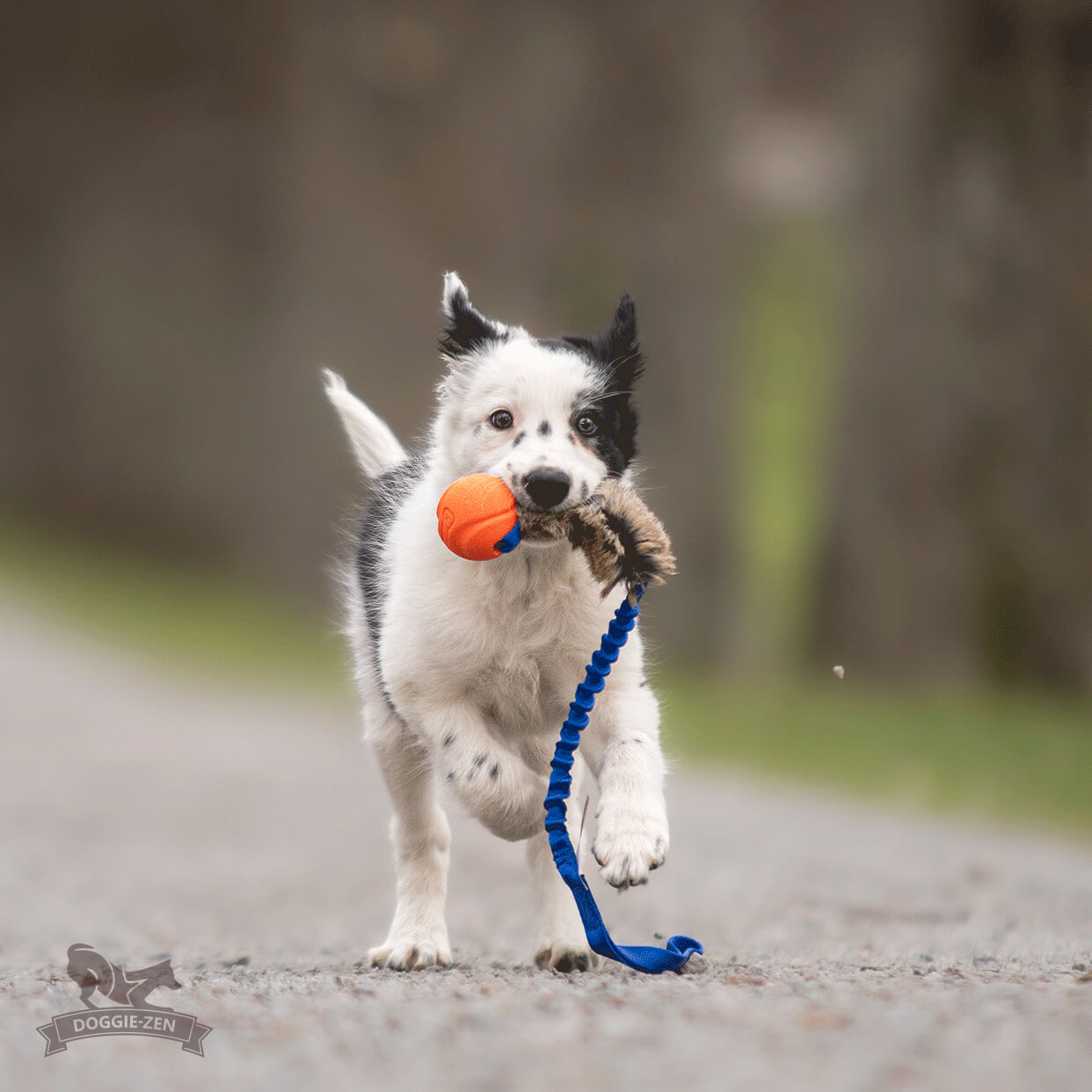 Bungee Rabbit Tug S with Chuckit - 2