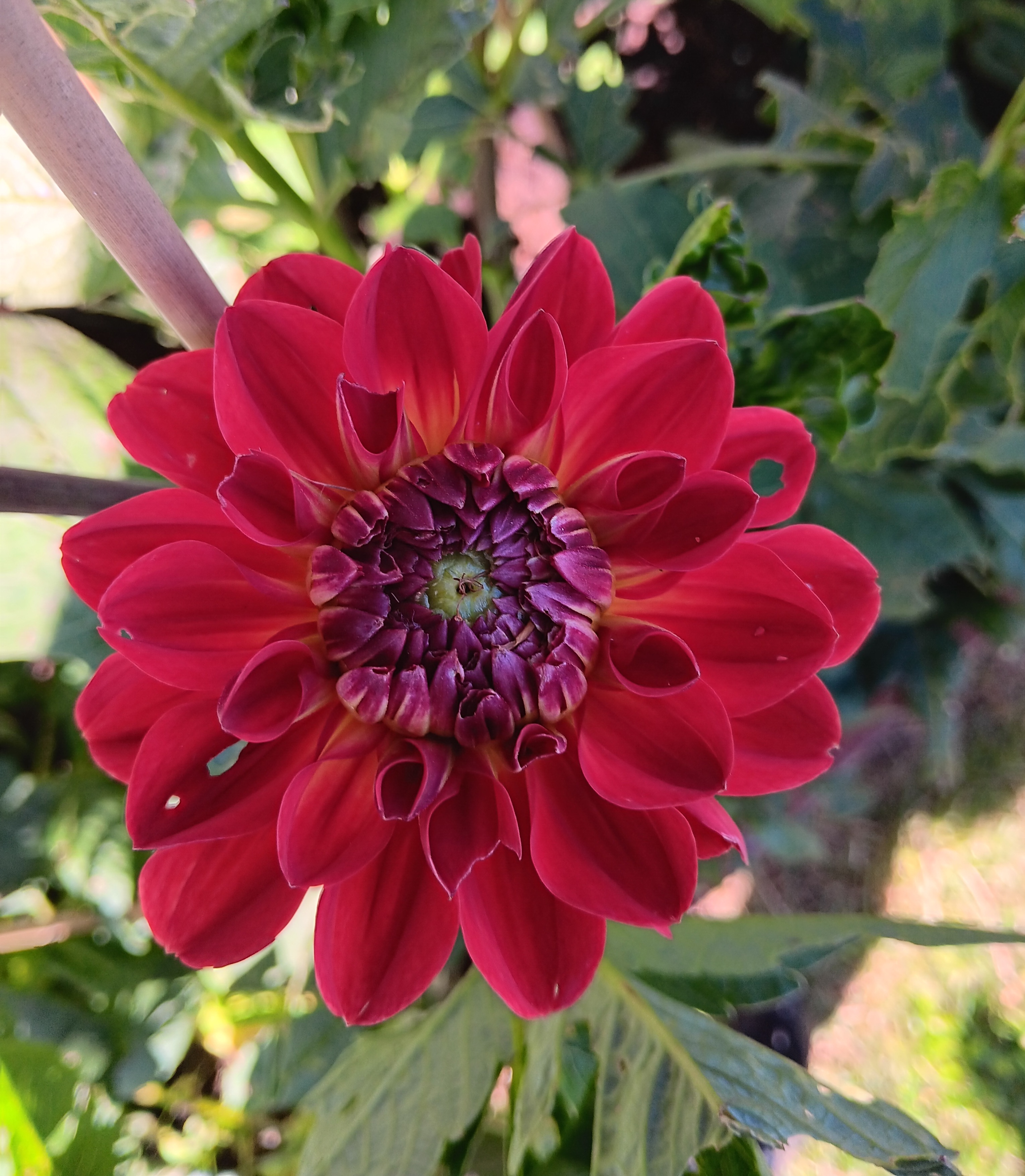Dahlia knöl Simone Dekorativ småblommande  - 3