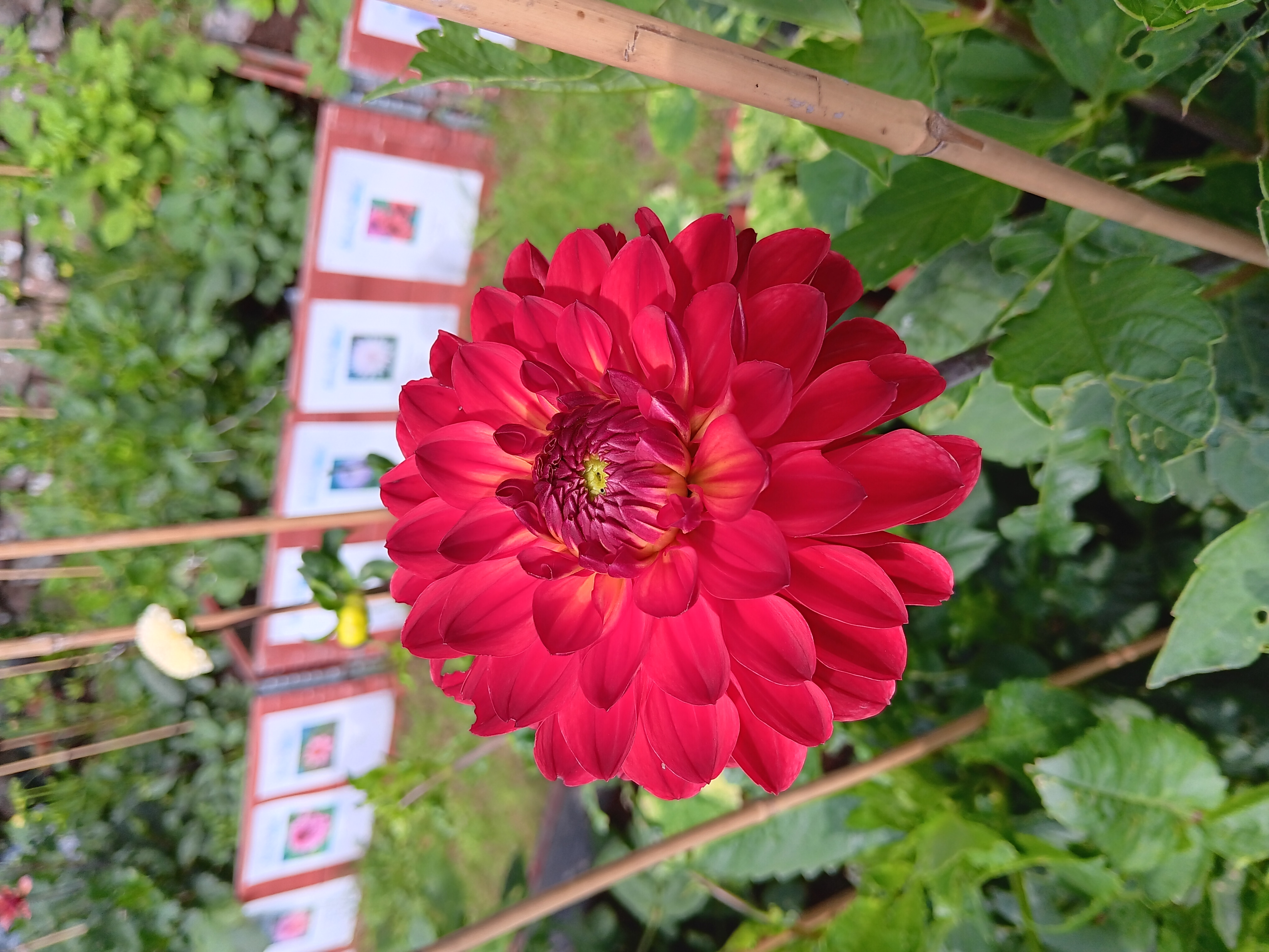 Dahlia knöl Simone Dekorativ småblommande  - 2