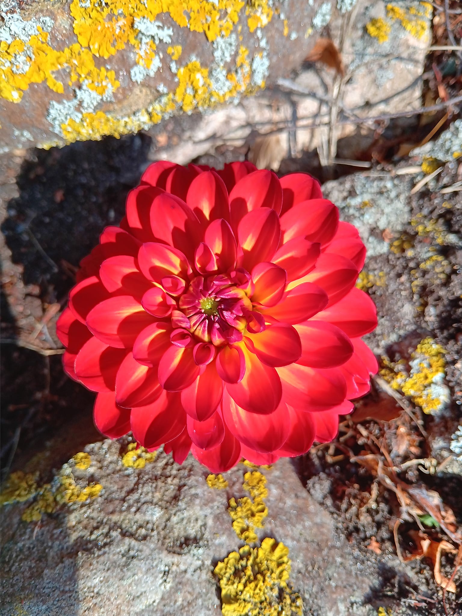 Dahlia knöl Simone Dekorativ småblommande  - 4