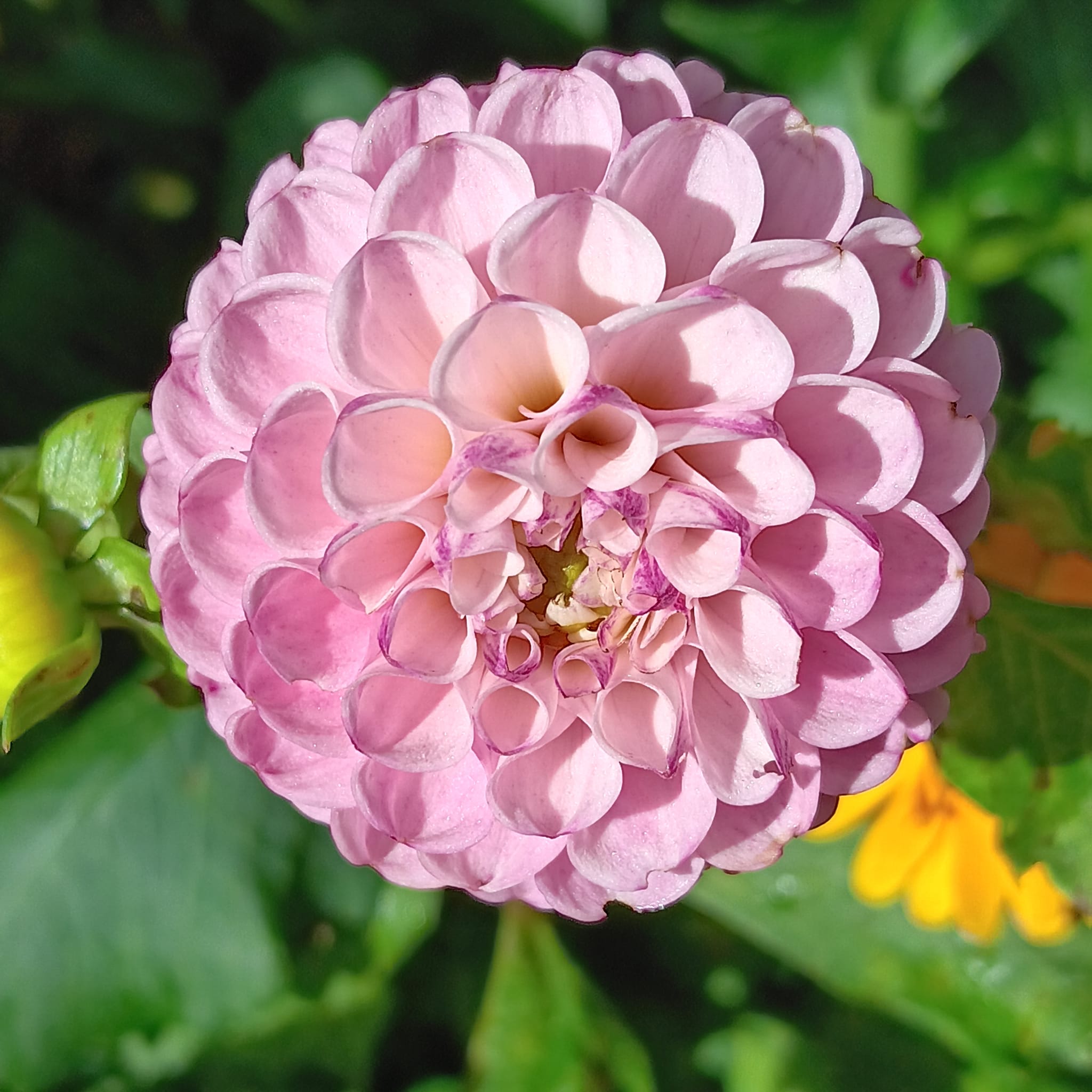 Dahlia  Zippity Do Da pompon  - 2