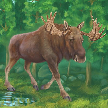 Marmorplatta, Älg