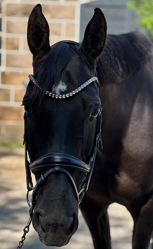 Browband horse big crystals