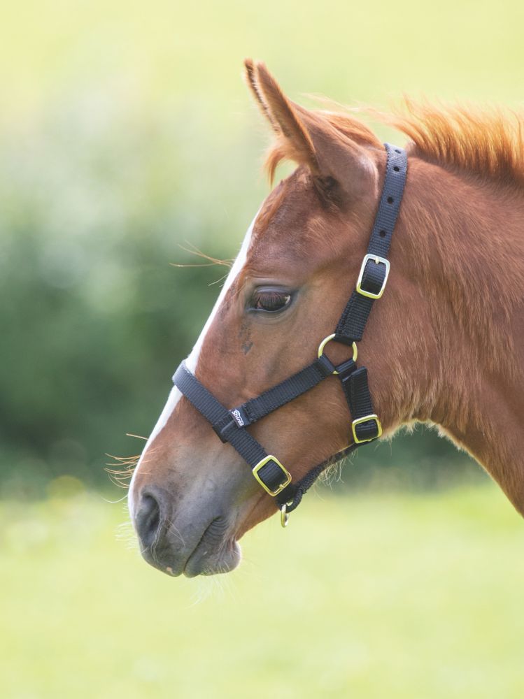 Shires Fölgrimma i Nylon svart. - 2