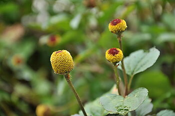 Tandvärksplanta / Toothache Plant