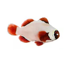 Premnas biaculeatus nugget  (reef safe)