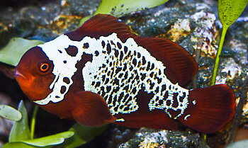 Premnas biaculeatus lighting maroon  (reef safe)