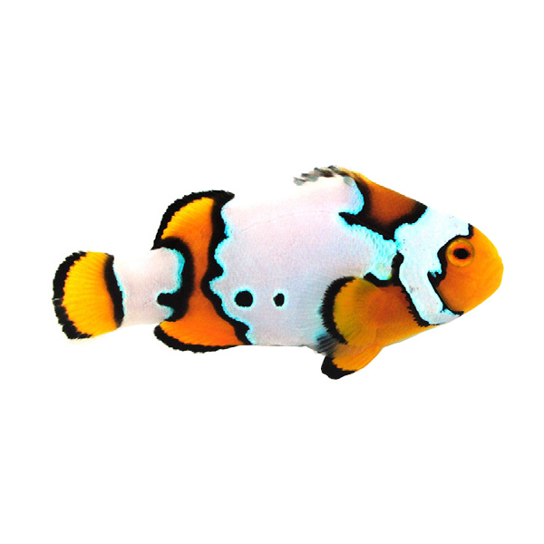 Amphiprion percula extreme snow onyx PAR (reef safe)