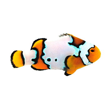 Amphiprion percula extreme snow onyx PAR (reef safe)