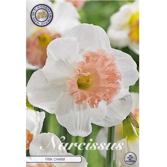 Narciss PINK CHARM 5 st narcisslökar