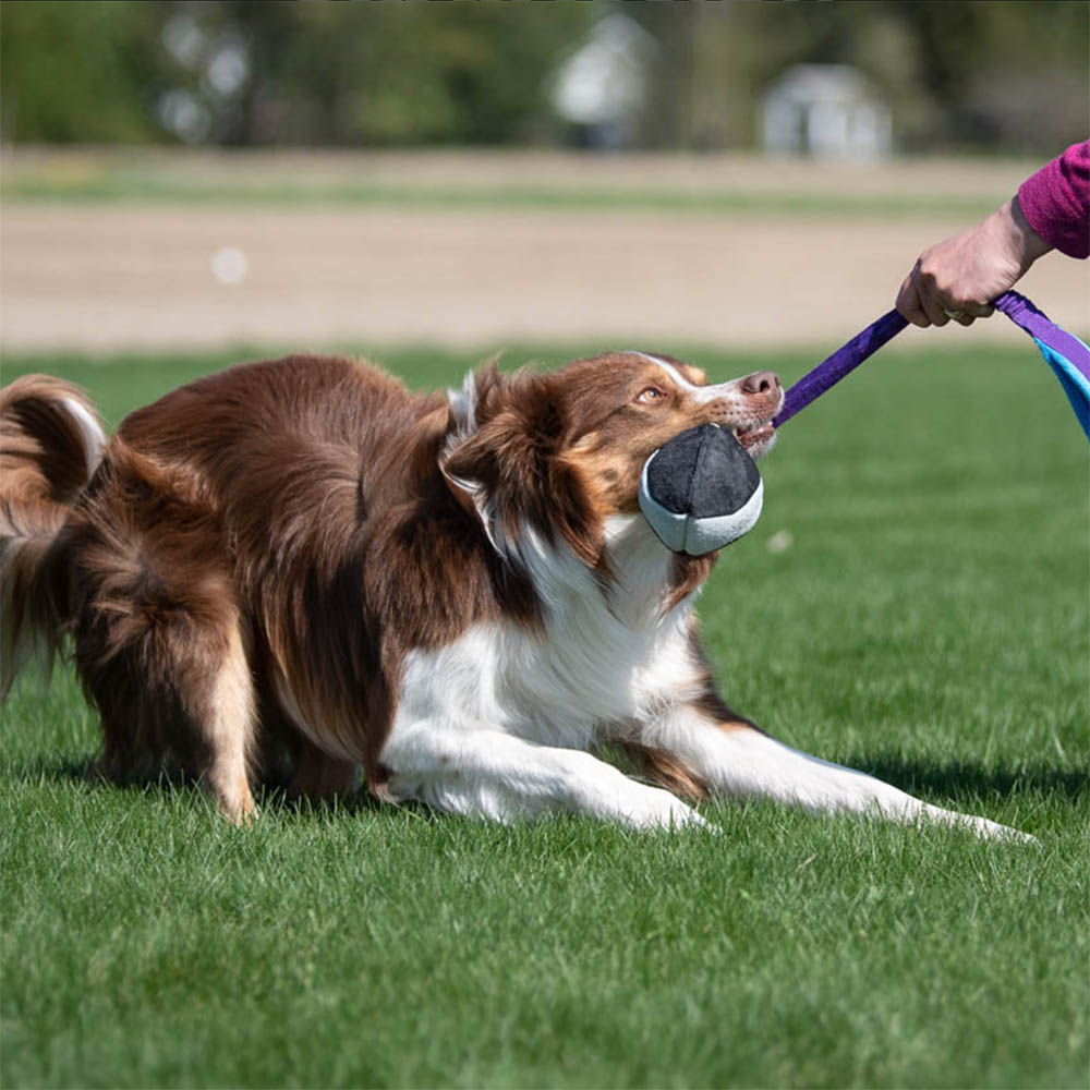 #joyofdogsports joy of sports hundleksak av läder
