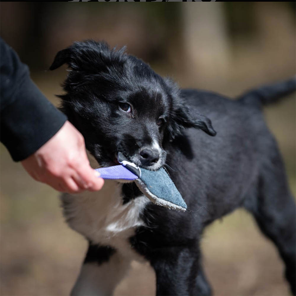 #joyofdogsports liten och tålig hundleksak