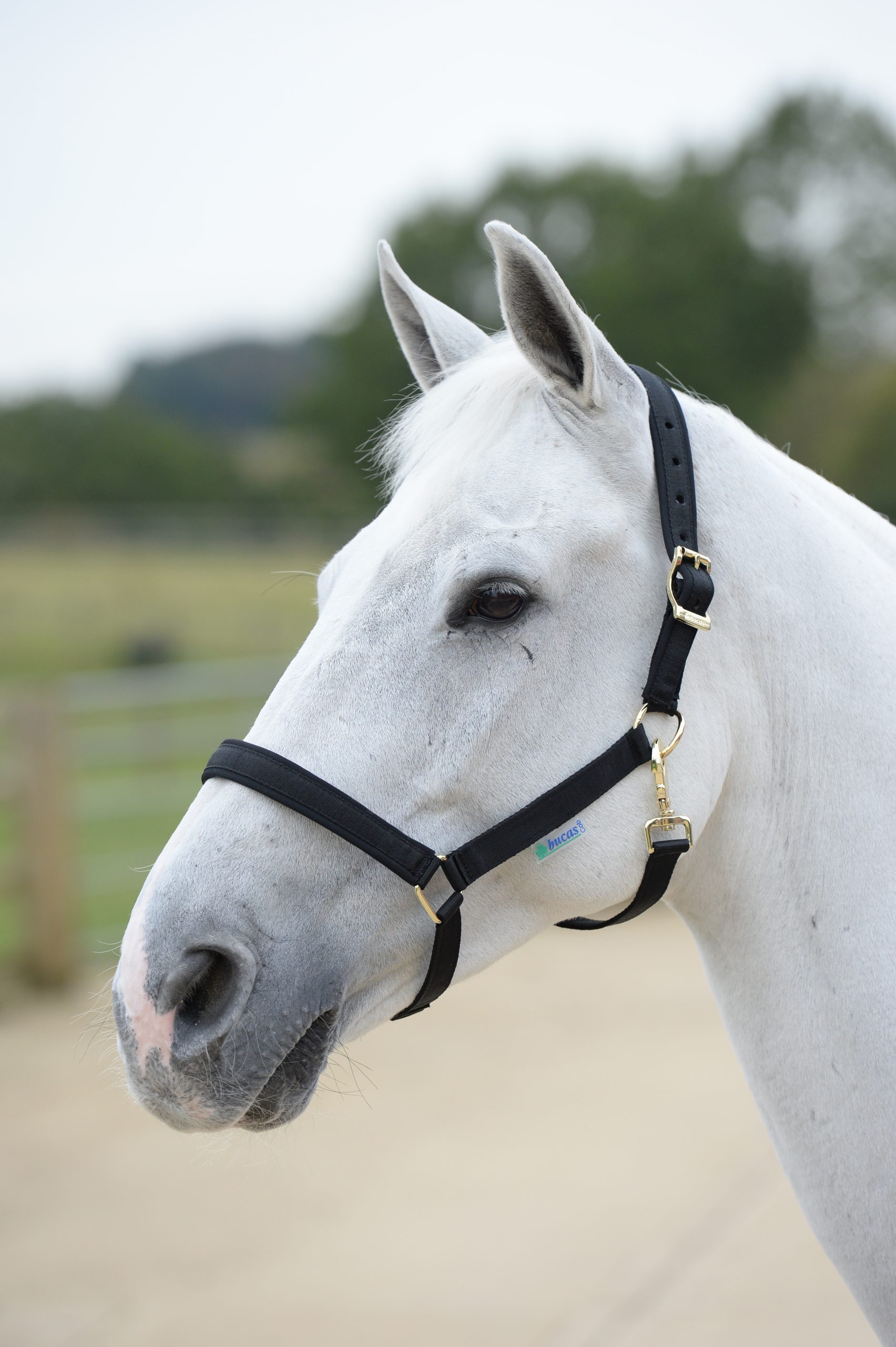 Bucas Dublin Grimma - Svart (Cob)