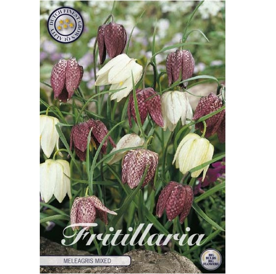 Kungsängsliljor mix 15 st lökar