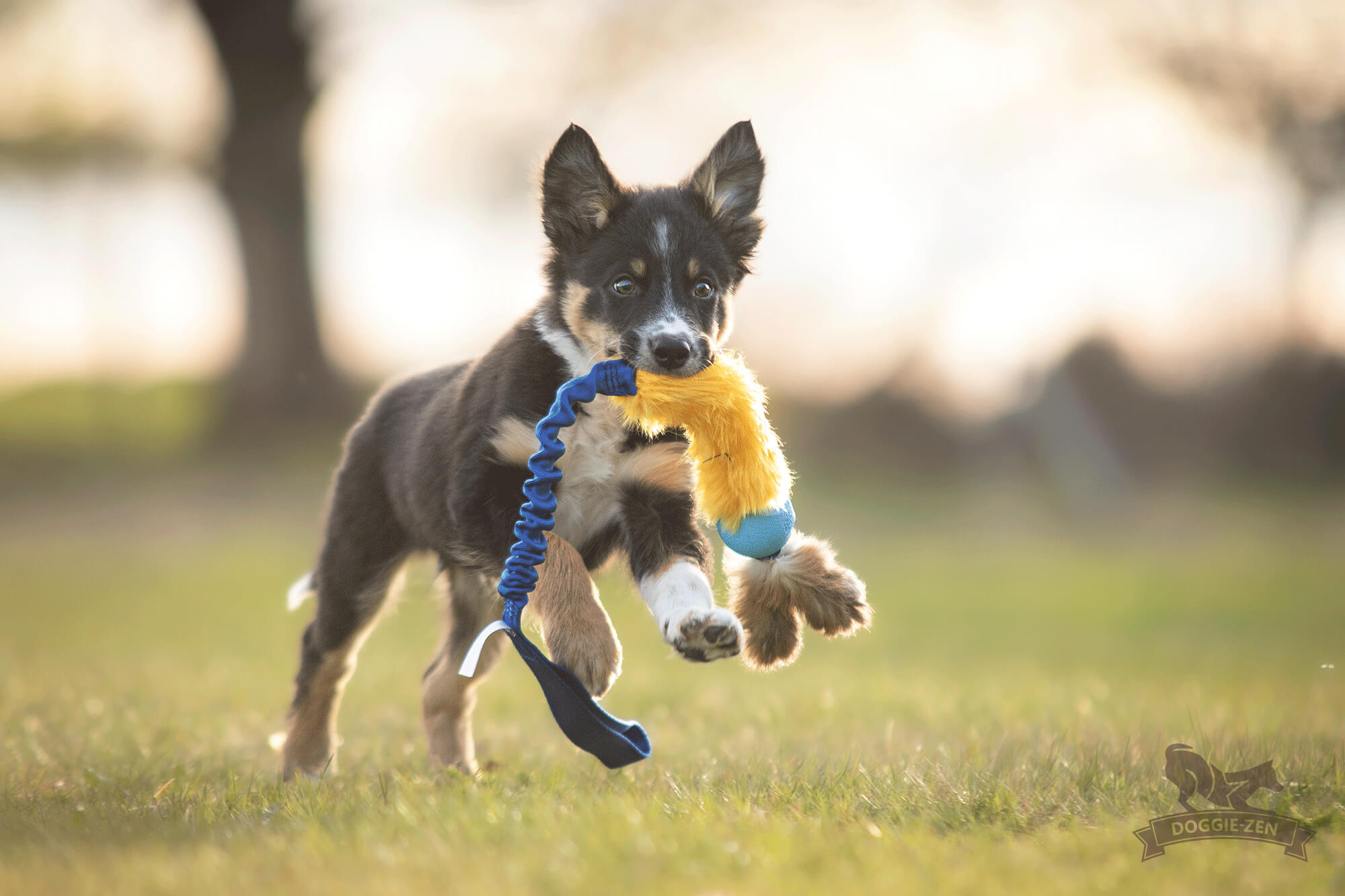 Bungee Fake Fur Tug L with Chuckit & Rabbit Tails - 7