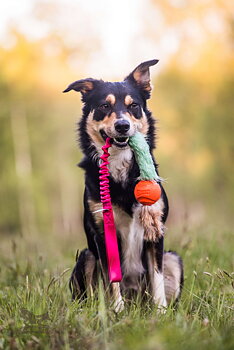 Bungee Fake Fur Tug L with Chuckit & Rabbit Tails