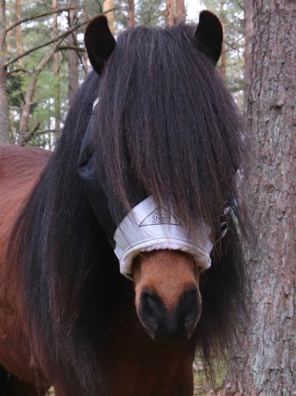 Shires Kärpäshuppu ilman korvia - Musta/Harmaa - 2