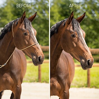 QHP Photography halter