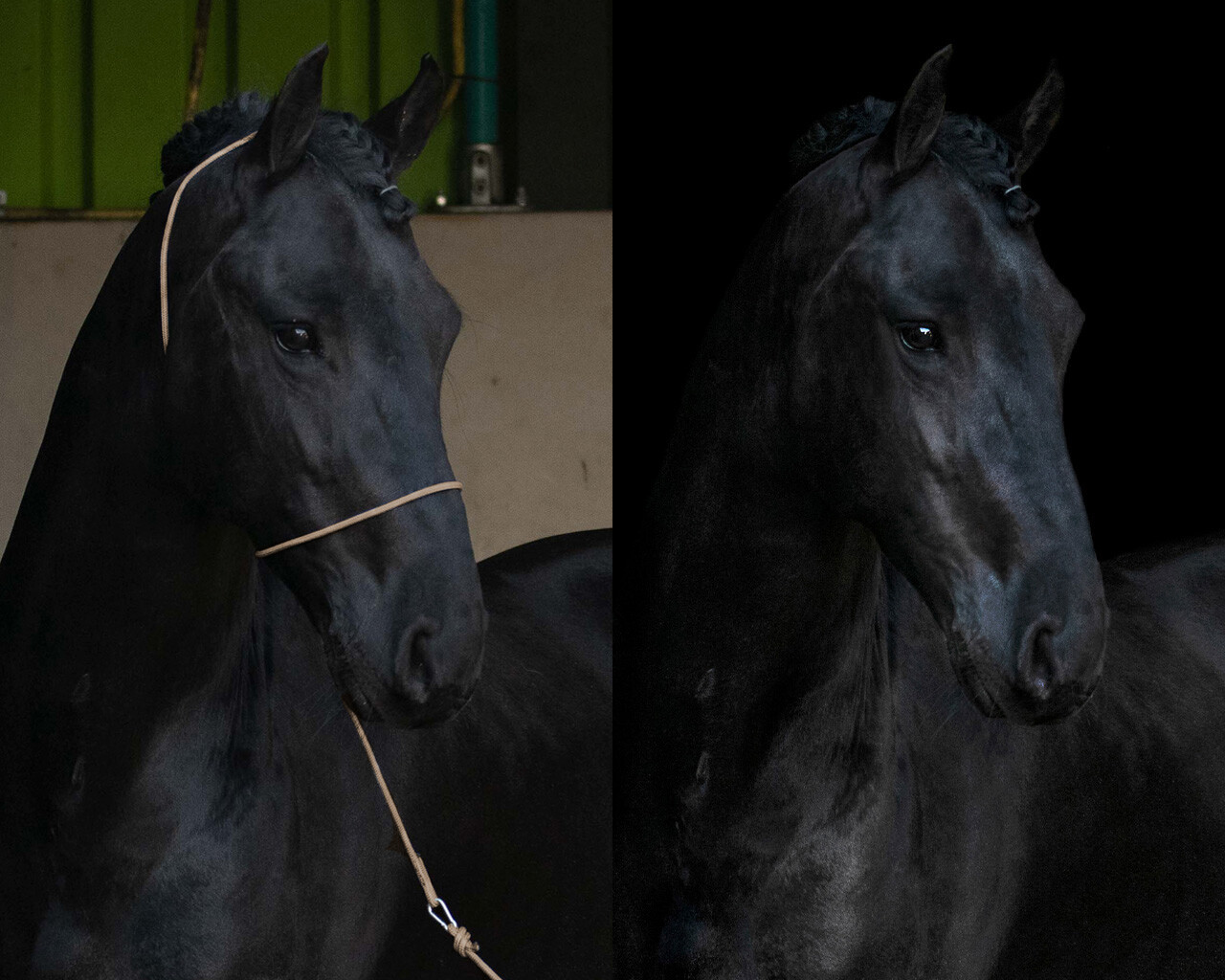 Fotograferingsgrimma QHP (specialgrimma för redigering av foton)