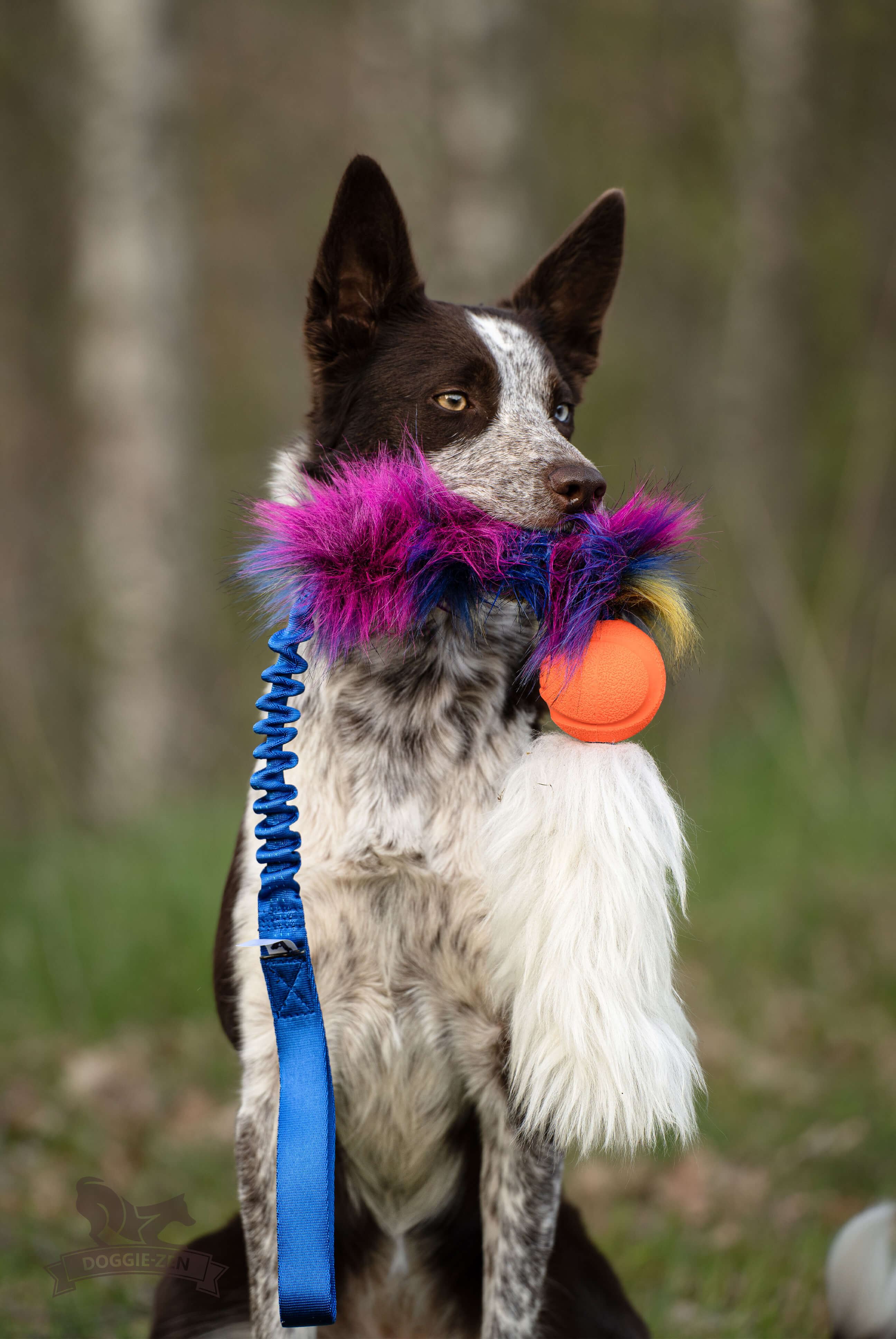 Bungee Fake Fur Tug L with Chuckit & Sheepskin