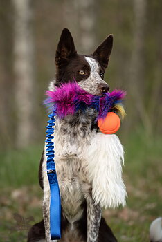Bungee Fake Fur Tug L with Chuckit & Sheepskin