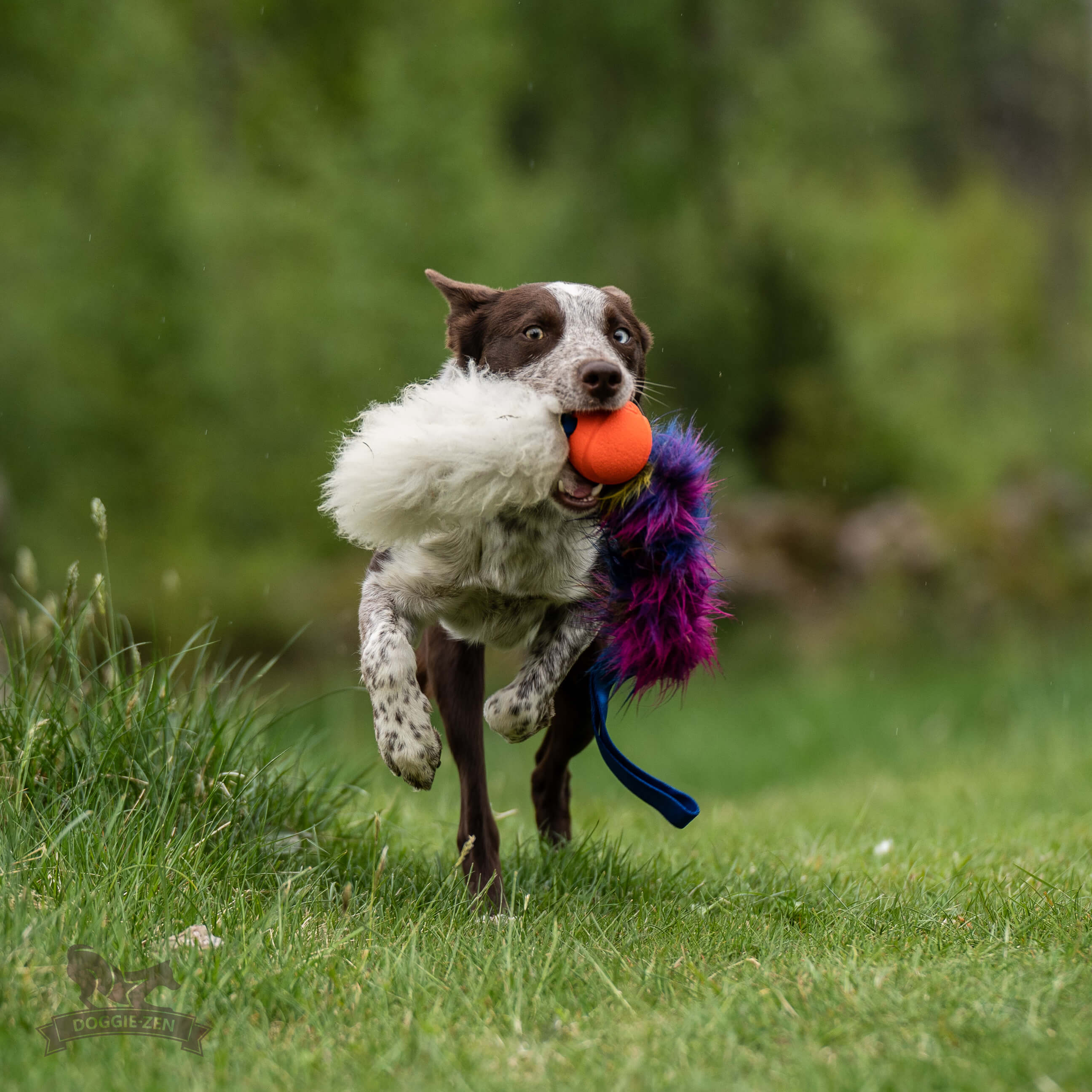Bungee Fake Fur Tug L with Chuckit & Sheepskin - 5