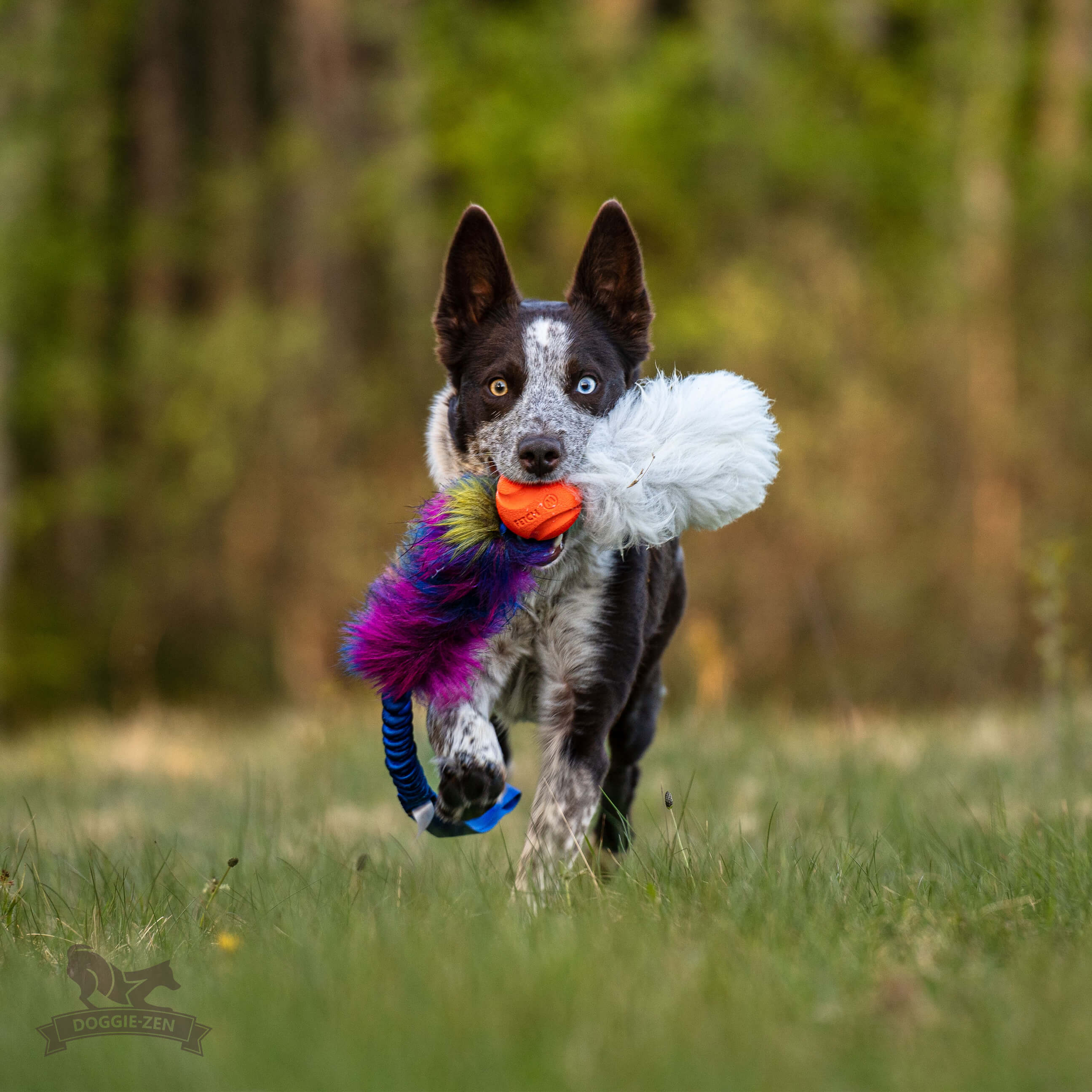 Bungee Fake Fur Tug L with Chuckit & Sheepskin - 3