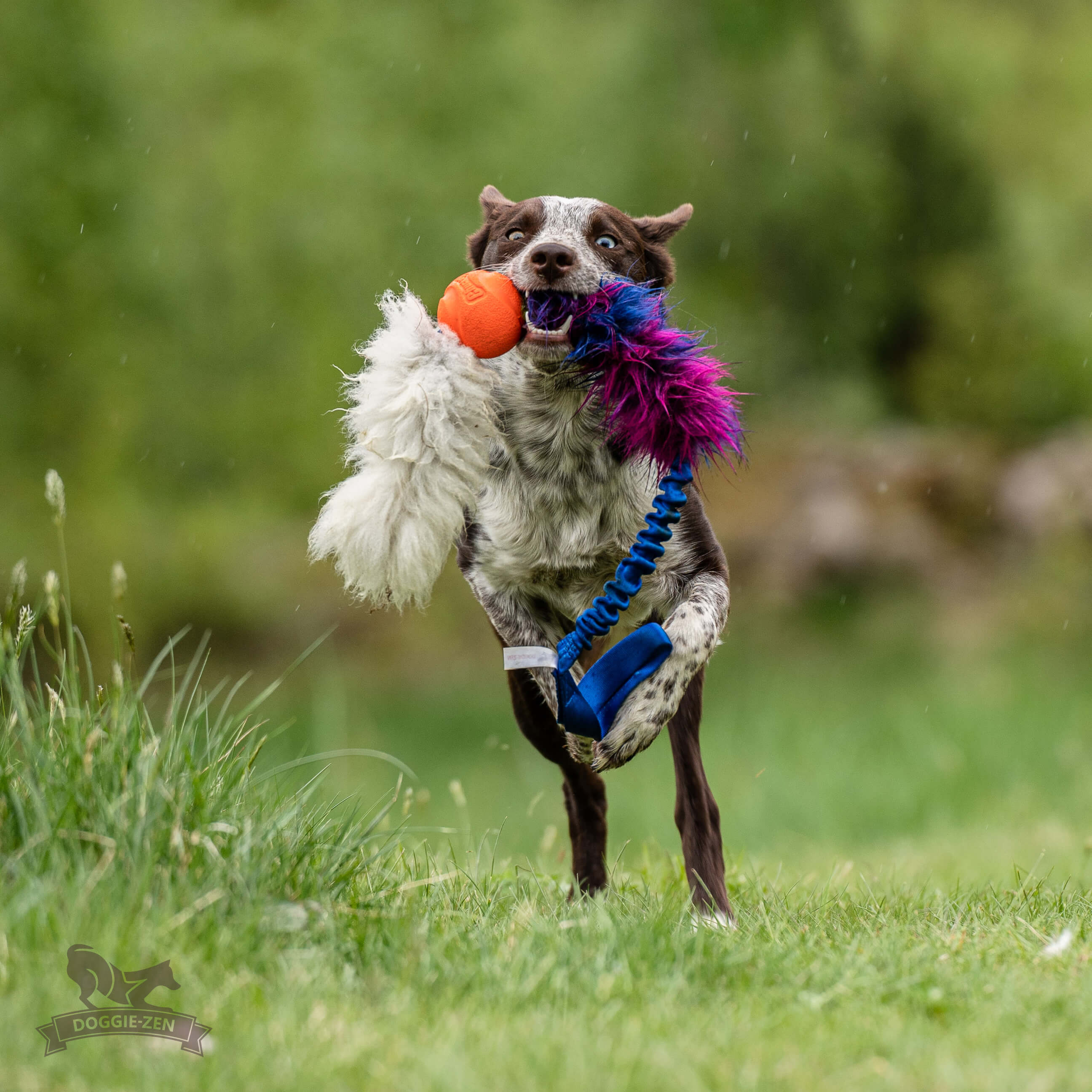 Bungee Fake Fur Tug L with Chuckit & Sheepskin - 7