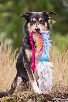 Bungee Fake Fur Tug L with Chuckit & Sheepskin